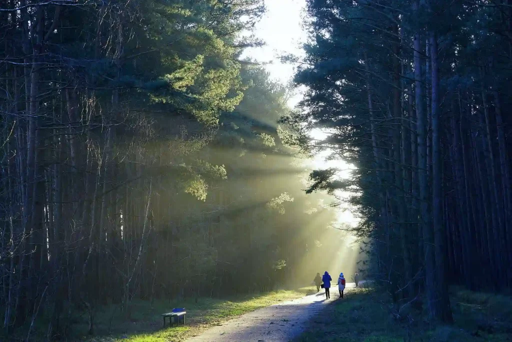Path In The Forest